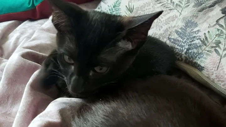 Video 806131: oriental black kitten, kittens mother