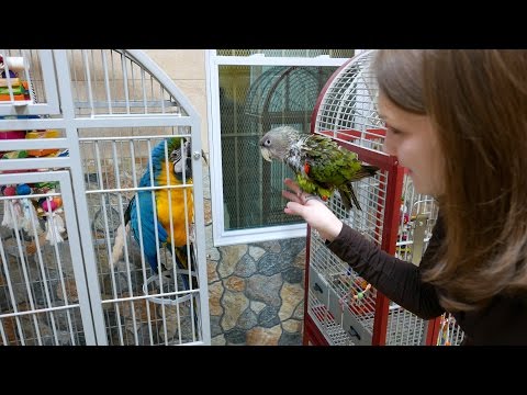 Truman Cape Parrot – Moving Back With the Other Birds Truman Cape Parrot – Moving Back With the Other Birds