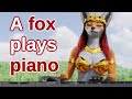 A fox plays hungarian dance on the piano like a music