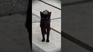 DUKUN HITAM #shorts  #youtubeshorts #kucing #funnyvideo