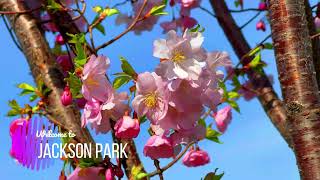 Cherry Blossom in Chicago Jackson Park | 2022 | Marvel of Life