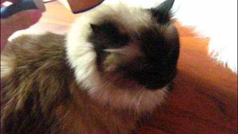 Watch the video about Musette, the birman cat, loves to be brushed
