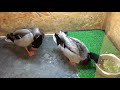 ２匹のカモ