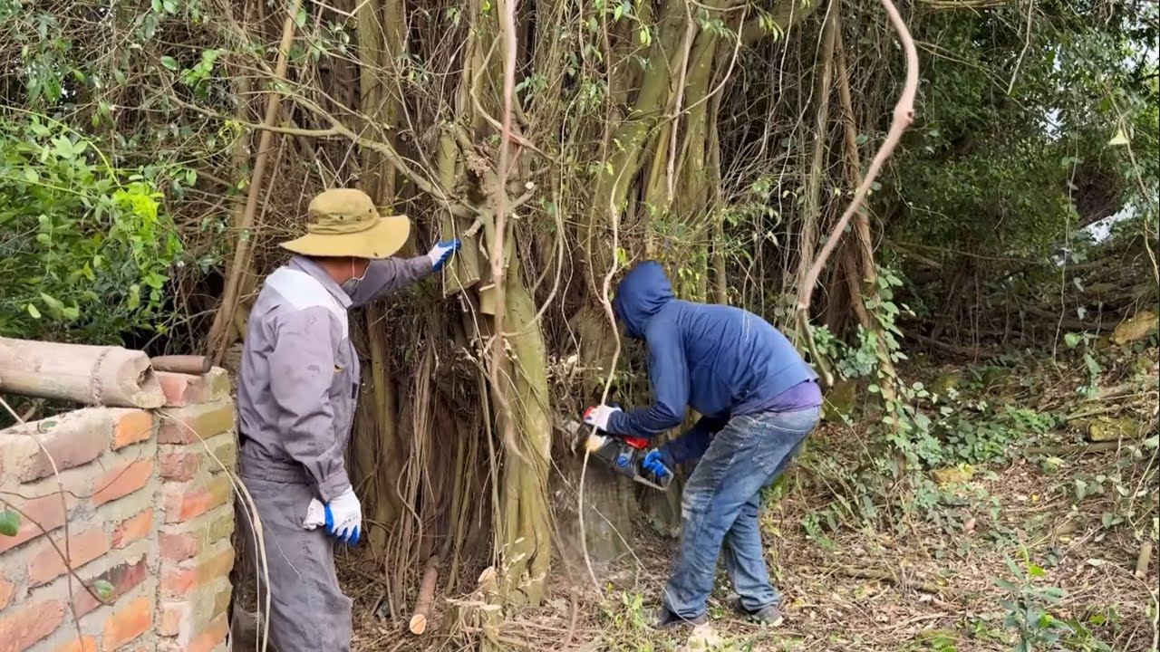 Cut down 3 dangerous overgrown fig trees on the side of the road - YouTube