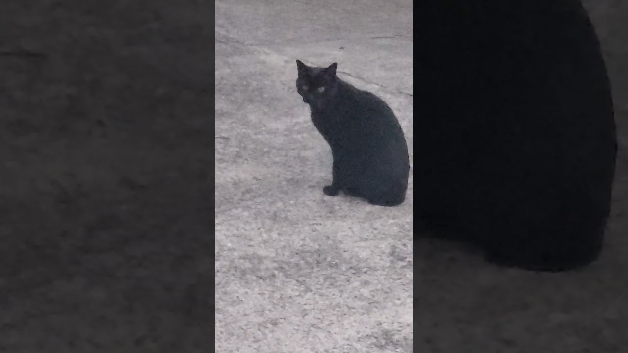 黒い猫はどこにいく