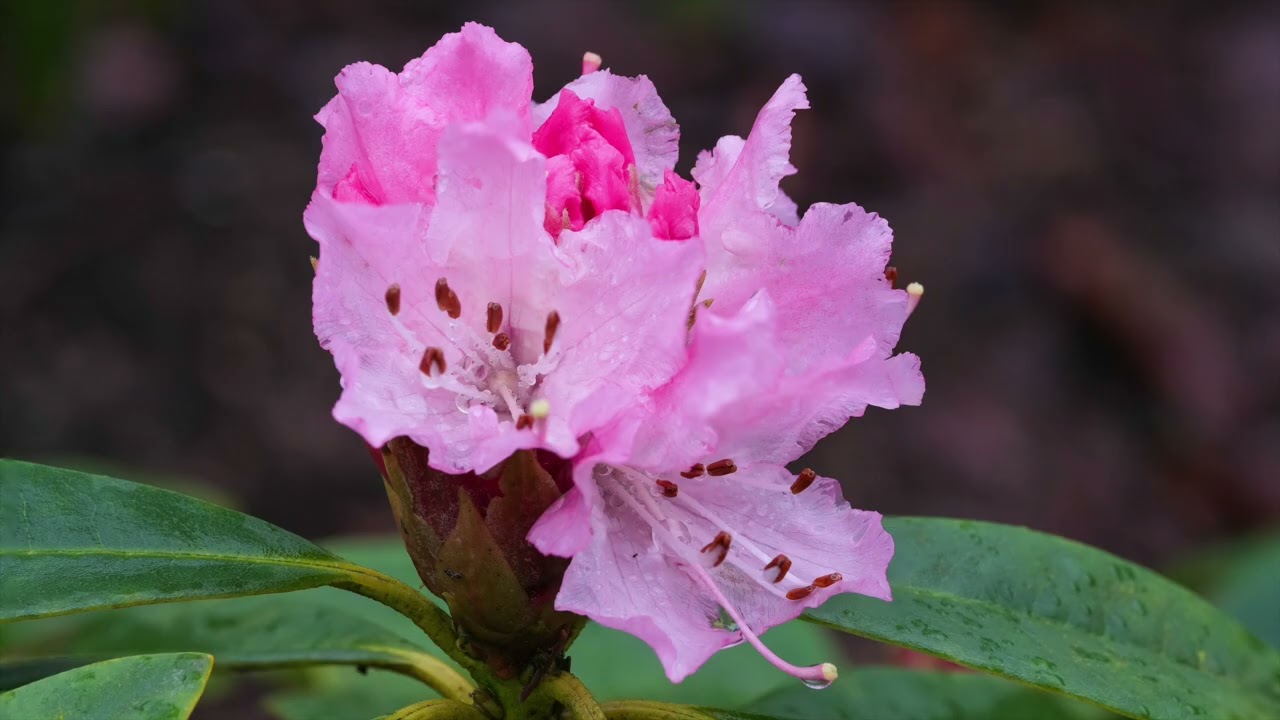 A HINT OF SPRING 2026