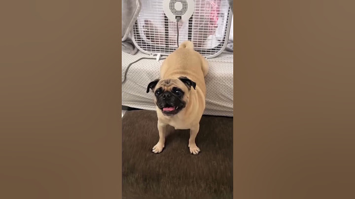 Dog Farts into Fan Prank 🐕💨🤮