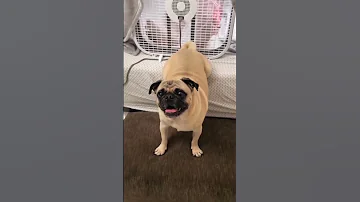 Dog Farts Into Fan Prank 