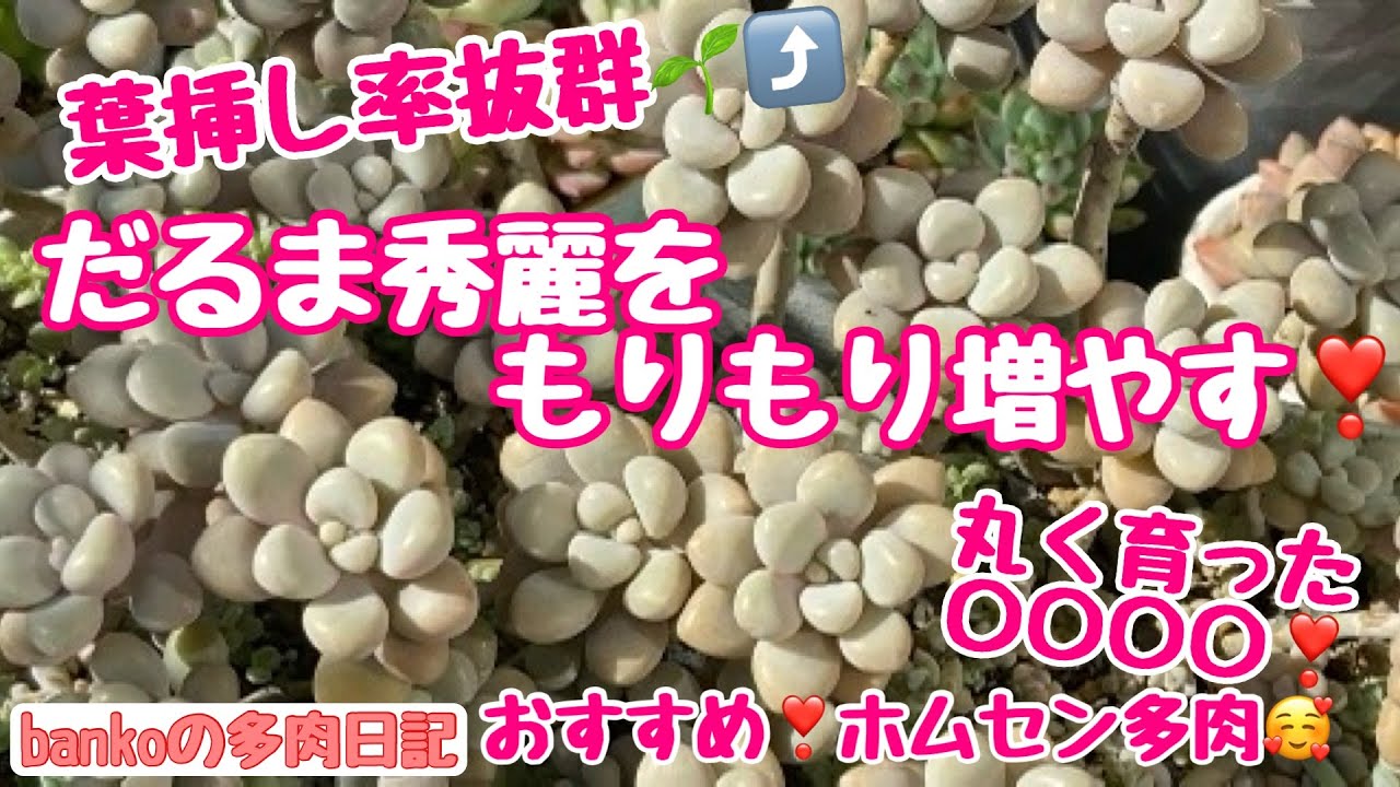 多肉日記#323】〇〇で丸く育った🎈だるま秀麗とだるま姫秀麗の秋の