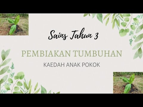 Video: Apakah tumbuhan anak pokok?