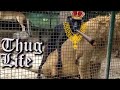 Animals Thug Life Compilation | Funny Crazy Animals | 2018