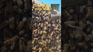 Have You Seen My Queen??