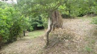 Viterbo: Terreno agricolo Monolocale in Vendita