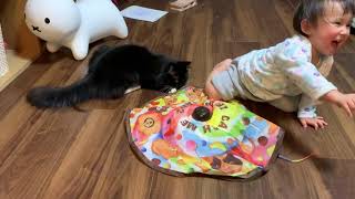 心と体が娘と入れ替わる猫　ノルウェージャンフォレストキャット　Cat-like daughter and human-like cat
