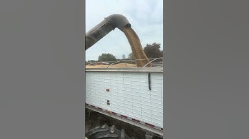 Loading soybeans #agriculture #farming