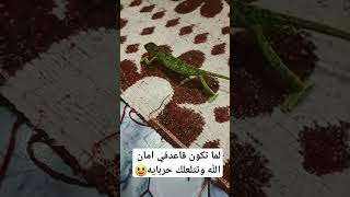 لما تكون قاعد في امان الله وتتلعلك حربايه ???