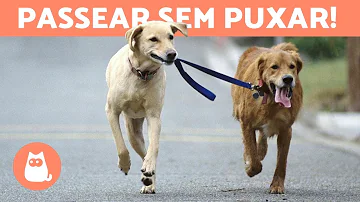 Como passear com o cachorro na rua?