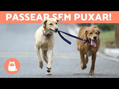 Vídeo: Como Levar Seu Cachorro Para Passear Corretamente