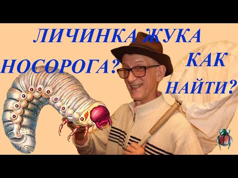 Где Найти Личинку Жука Носорога Oryctes nasicornis в Городе?