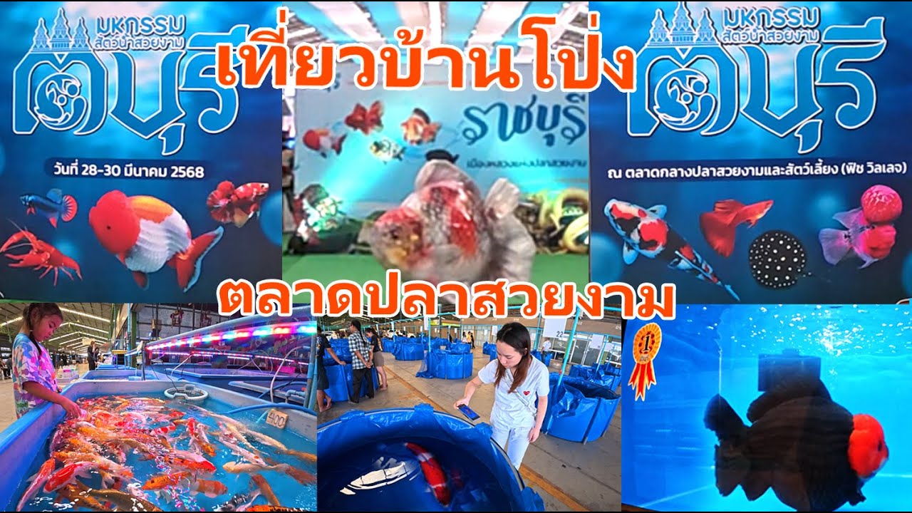 เที่ยวบ้านโป่ง ตลาดปลาสวยงาม Fish village (ฟิช วิลเลจ) ประกวดปลาคาร์พ ราชบุรี