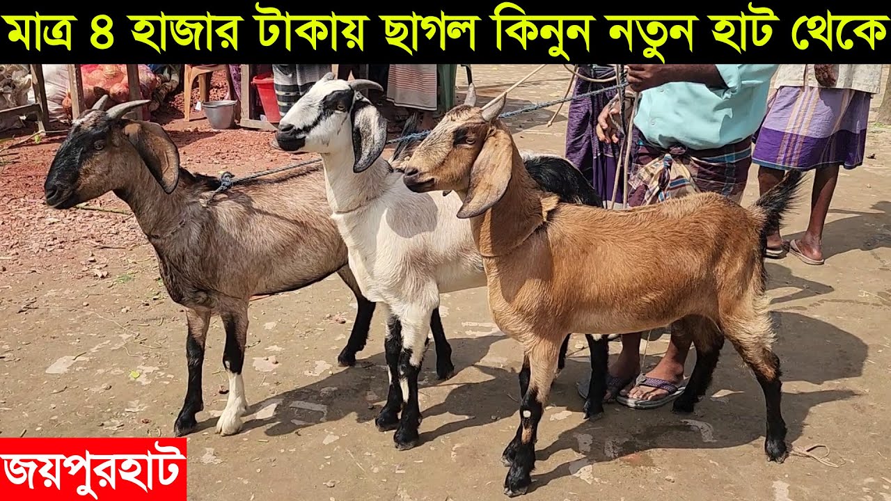 Купите козу всего за 4 тысячи така на новом рынке района Джойпурхат, Хамар БД.