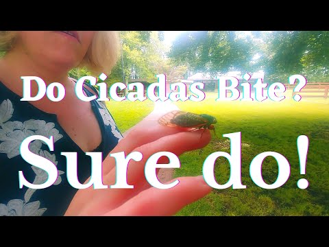 Do Cicadas Bite? Yes, they bite just like a mosquito but it doesn&#039;t itch. It does have a pierce!