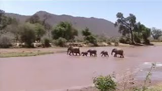 Elephant Legends | Animal Conservation | BBC Studios
