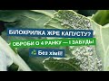 Як побороти білокрилку на капусті без хімії Реальний метод боротьби у 2025 році Як побороти білокрилку на капусті без хімії Реальний метод боротьби у 2025 році