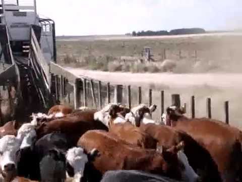 Loading cattle to transportation - English