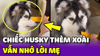 Chú chó Husky THÈM ĂN XOÀI nhưng vẫn NHỚ LỜI MẸ dặn 😂 | Yêu Lu Official