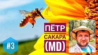 #3 Протеин как определяющий фактор развития пчелосемьи: ЗА и ПРОТИВ, личный опыт Петра Сакара (MD)