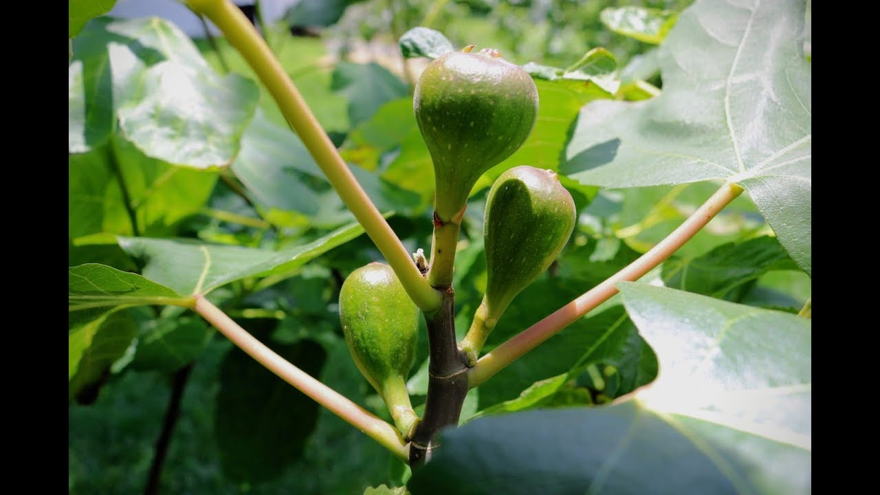 Planting Figs In The GH Plans For Commercial Production YouTube