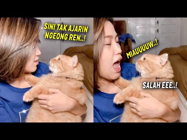 Lucu & Menggemaskan.! Ga Bisa Ngeong, Kucing Oren Dimarahin Emaknya..! class=