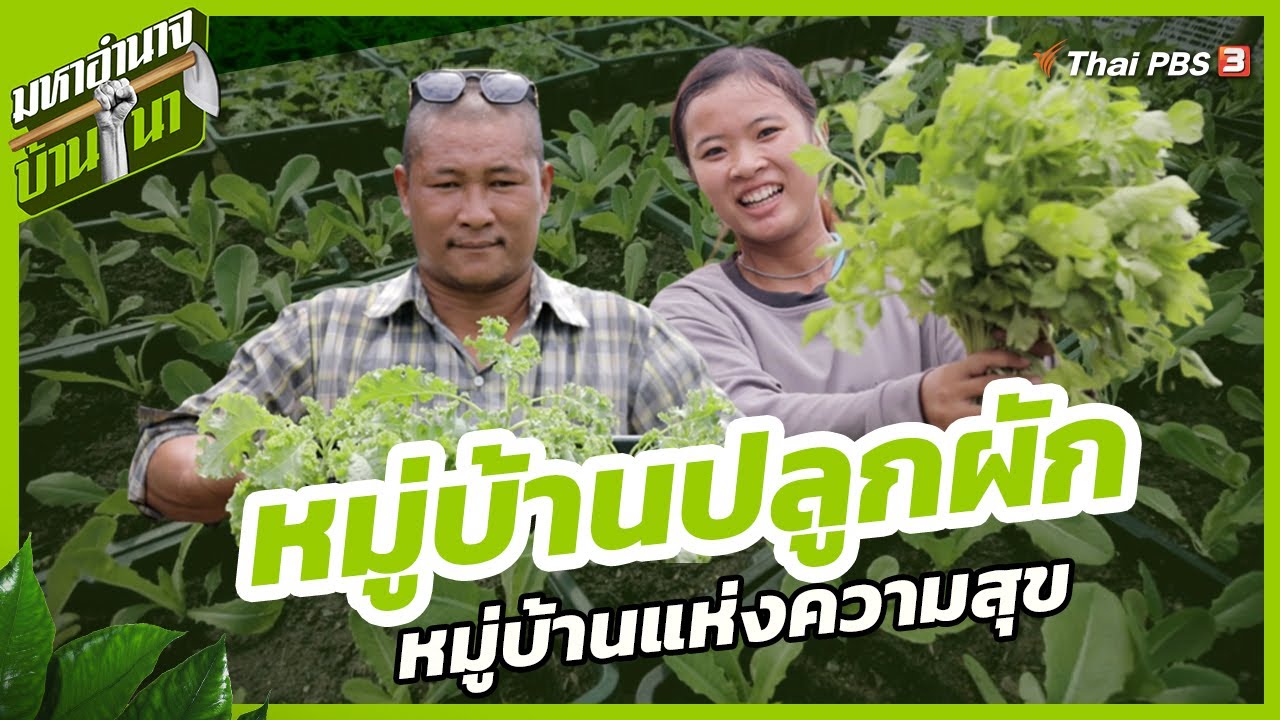 หมู่บ้านปลูกผัก หมู่บ้านแห่งความสุข | มหาอำนาจบ้านนา