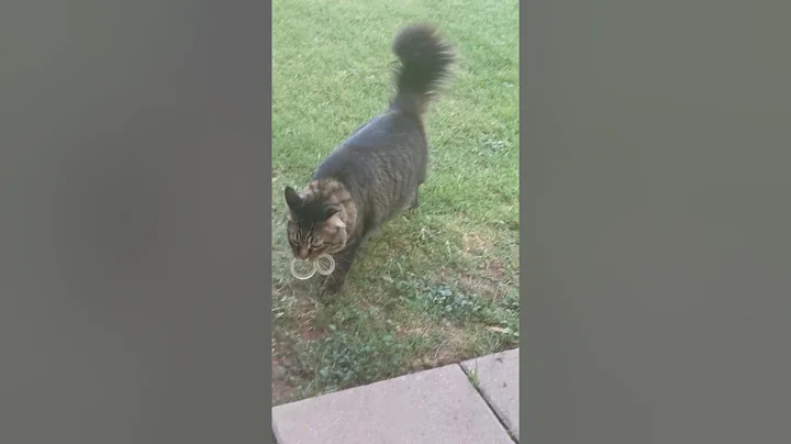 Watch the video about Maine Coon Cat "Bizkits" Fetches Cockring!