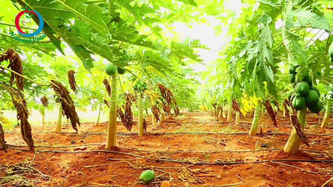 garden hacks that work Natural Farming | How to Install Drip System in your Farm | MALLIKARJUN-6