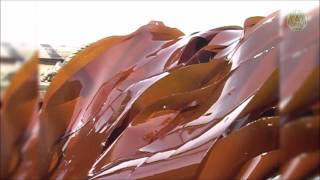 Беломорские водоросли Ламинария и Фукус Беломорские водоросли Ламинария и Фукус