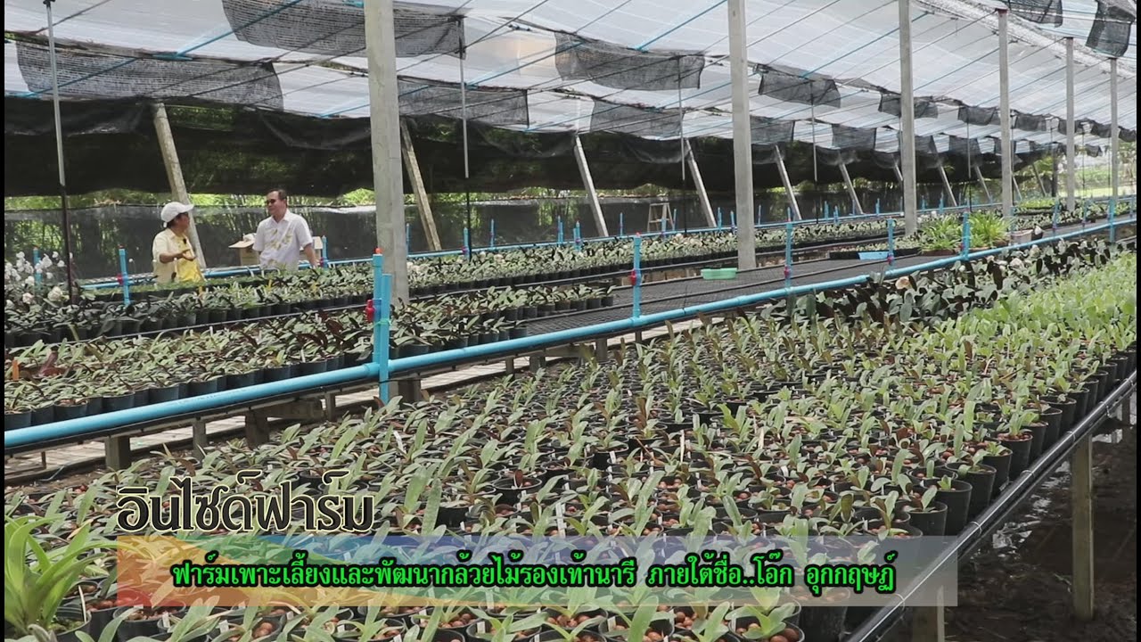 กรีนฟาร์มวาไรตี้ | ฟาร์มกล้วยไม้ รองเท้านารี จ.กาญจนบุรี | 15 ก.ค.61 (2/3)