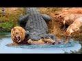 Lion VS Crocodile: Who Do You Think Will Win in a Fight?