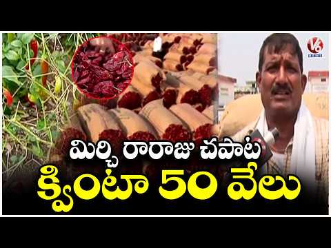 GI Tagged Crop Chapata Mirchi Get Huge Profits By Reaching Price Of 50 Thousand Per Quintal | V6 - V6NEWSTELUGU