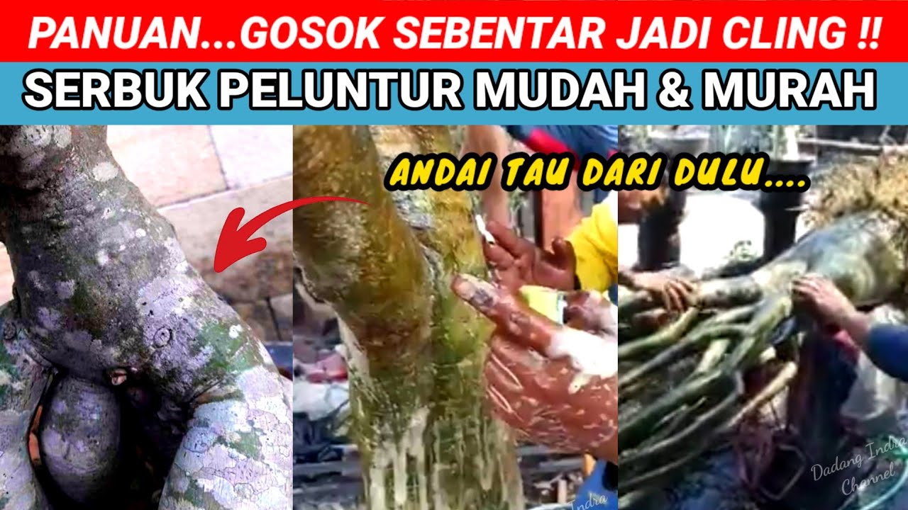 KOQ BISA YAA ⁉️ HANYA DENGAN SERBUK INI DAPAT HILANGKAN PANU, JAMUR DAN KORENG  ADENIUM DENGAN MUDAH