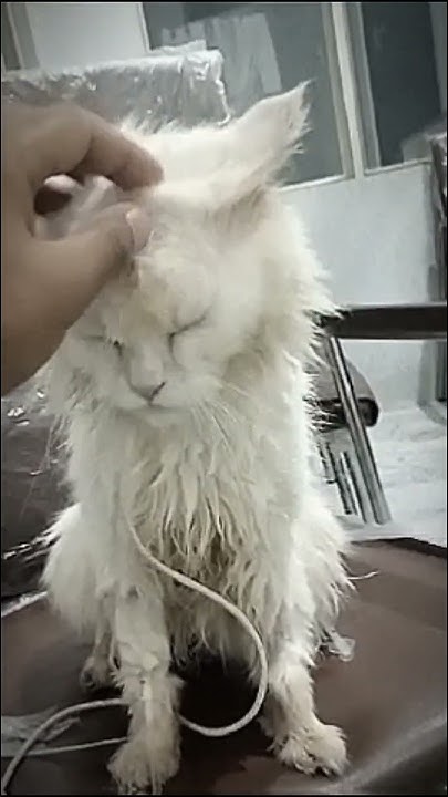 get-well-soon-inshallah-pray-for-him-cat-youtube
