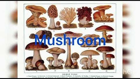 Class- 7th Science Topic -  Saprotrophic Nutrition