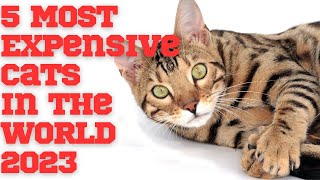 5 MOST EXPENSIVE CATS IN THE WORLD 2023 by KwentoTV Vlog 94 views 1 year ago 1 minute, 32 seconds