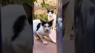 Cat ￼ attitude | MiaMia | Mia Mia #cat