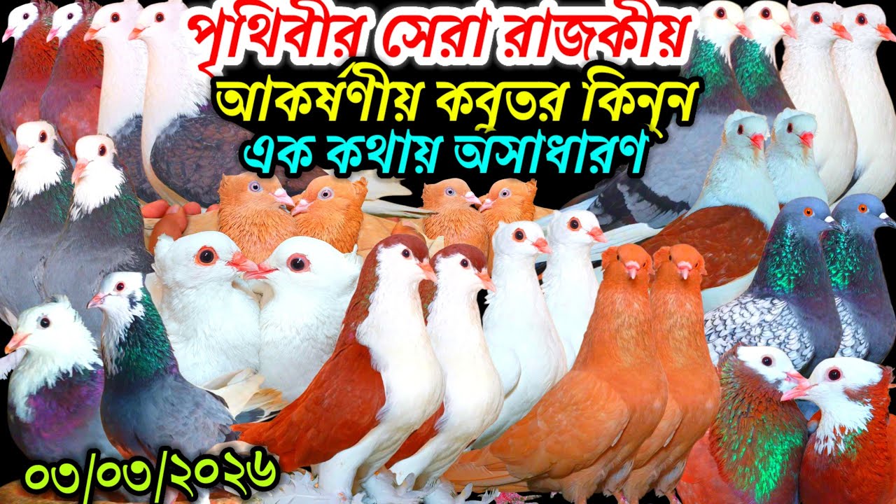 পৃথিবীর সেরা রাজকীয় আকর্ষণীয় কবুতর কিনুন এক কথায় অসাধারণ কবুতর বিক্রি হবে কবুতরের দাম জানুন