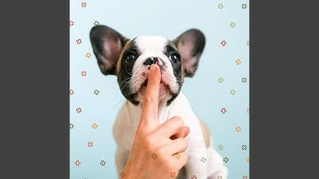 Groovy Ambience for Doggy Relaxing