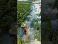 Pest control secret chili pepper farm 🌶️↓