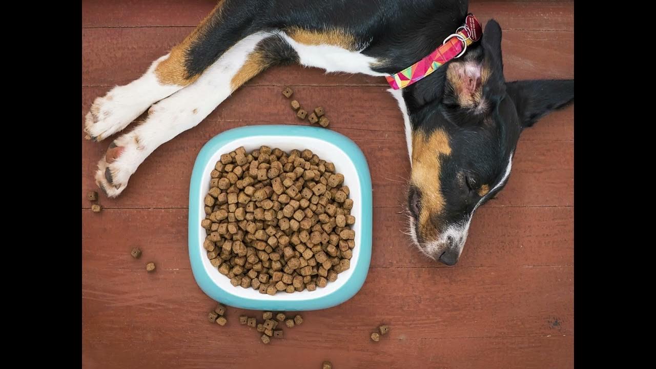 Собака кушает корм. Кормление собак. Миска для собак. Щенок плохо ест сухой корм. Собака плохо есть сухой корм что делать.