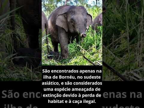 Vídeo: Por que o elefante pigmeu está ameaçado de extinção?